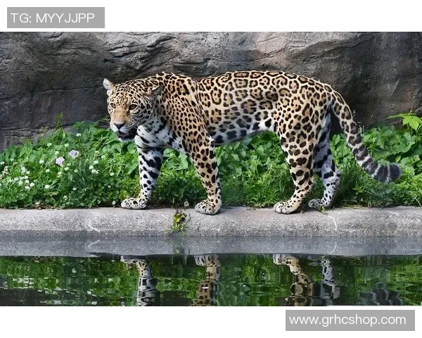 美洲虎与墨西哥美洲的巅峰对决精彩纷呈谁能笑到最后